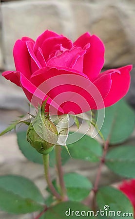 Tennessee Rose Stock Photo